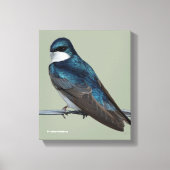 Handsome Tree Swallow: Bird on a Wire Canvas Afdruk (Voorkant)