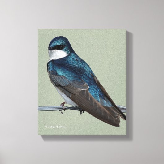 Handsome Tree Swallow: Bird on a Wire Canvas Afdruk (Voorkant)