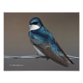 Handsome Tree Swallow: Bird on a Wire Foto Afdruk (Voorkant)