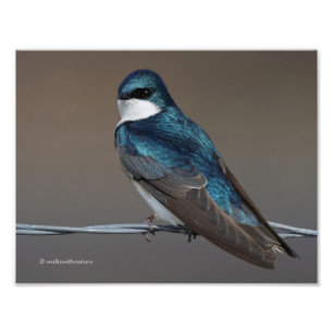 Handsome Tree Swallow: Bird on a Wire Foto Afdruk