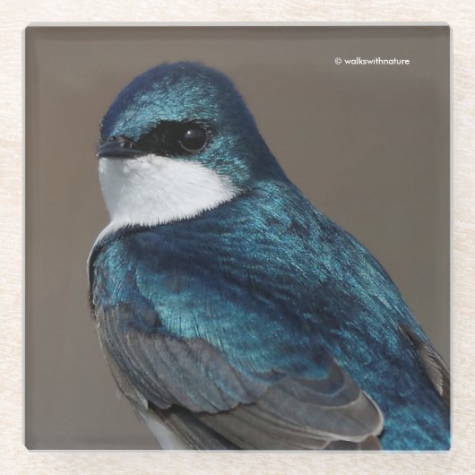 Handsome Tree Swallow: Bird on a Wire Glazen Onderzetter (Voorkant)