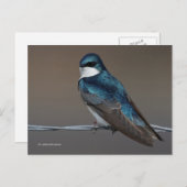 Handsome Tree Swallow Songbird Bird op Wire Briefkaart (Voorkant / Achterkant)