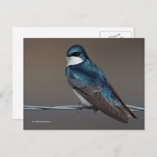 Handsome Tree Swallow Songbird Bird op Wire Briefkaart (Voorkant / Achterkant)