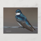 Handsome Tree Swallow Songbird Bird op Wire Briefkaart (Voorkant)