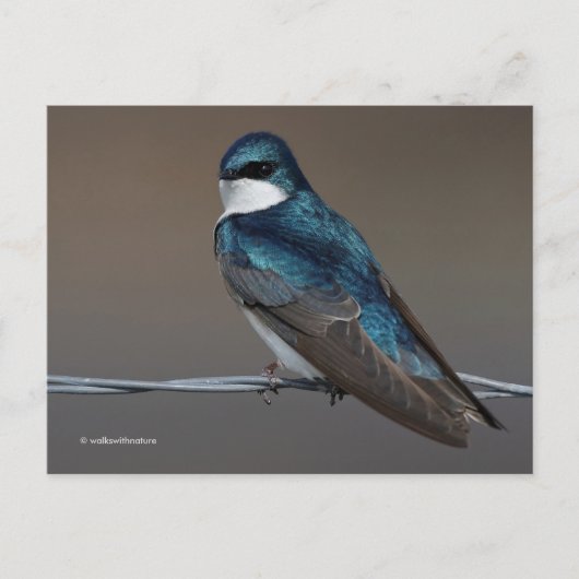 Handsome Tree Swallow Songbird Bird op Wire Briefkaart (Voorkant)