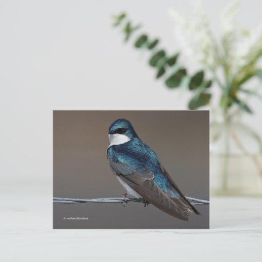 Handsome Tree Swallow Songbird Bird op Wire Briefkaart (Staand voorkant)