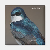 Handsome Tree Swallow Songbird on a Wire Magneet (Voorkant)