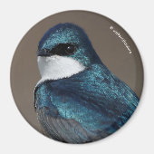 Handsome Tree Swallow Songbird on a Wire Magneet (Voorkant)