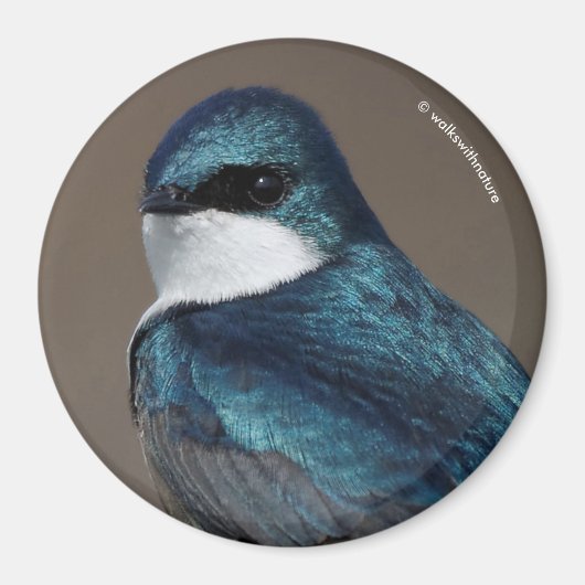 Handsome Tree Swallow Songbird on a Wire Magneet (Voorkant)