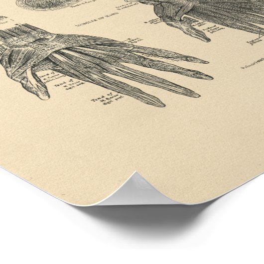 handspieren Anatomie 1880 Afdrukken Poster (Hoek)