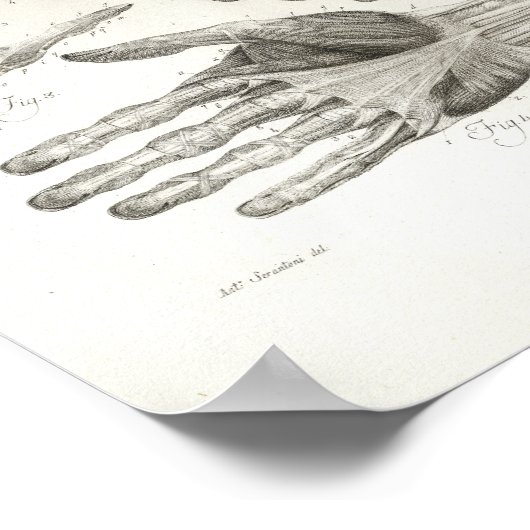  handspieren Ligamenten Anatomie Afdrukken Poster (Hoek)