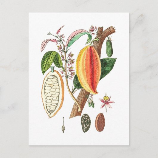 Handtekening Cacao -  kunst Briefkaart (Voorkant)