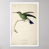  handvogelplukker, Poster (Voorkant)