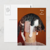 Hang daar de Humoureus Tabby Cat Post Card Briefkaart (Voorkant / Achterkant)
