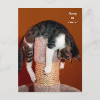 Hang daar de Humoureus Tabby Cat Post Card Briefkaart
