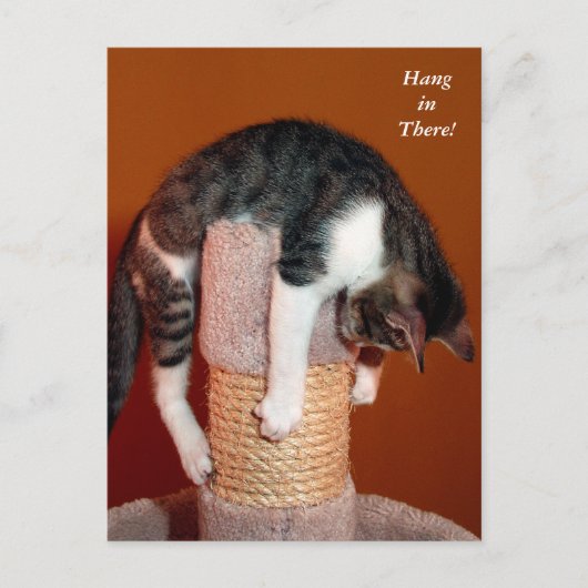 Hang daar de Humoureus Tabby Cat Post Card Briefkaart (Voorkant)