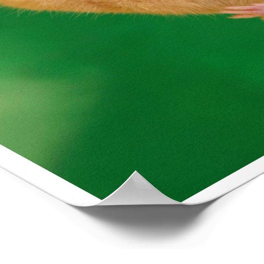 Hang daar in Hamster Poster (Hoek)