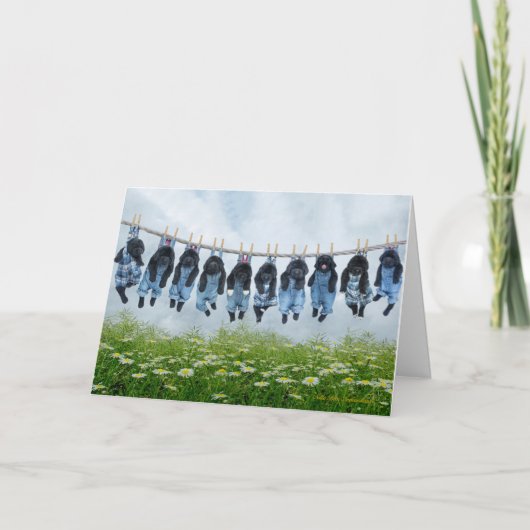 Hang daar in het puppy wenskaart kaart (Voorkant)