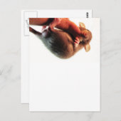 Hang daar in Rat Briefkaart (Voorkant / Achterkant)