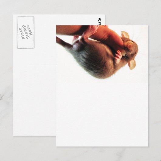 Hang daar in Rat Briefkaart (Voorkant / Achterkant)