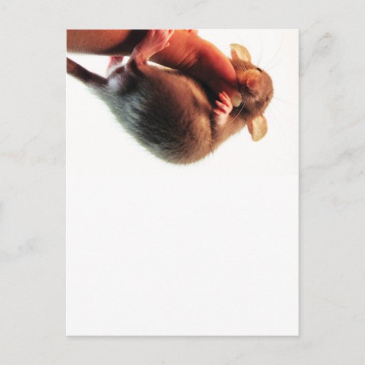 Hang daar in Rat Briefkaart (Voorkant)