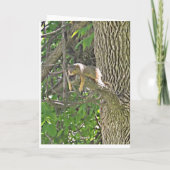 Hang in Daar Schattigee Eekhoorn in Boom Ondersteu Kaart (Achterkant)