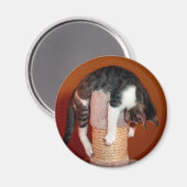 Hang in Drie Humoristische Tabby Cat Magnet (Voorkant / Achterkant)