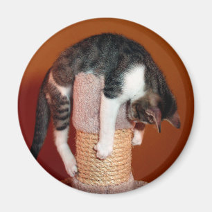 Hang in Drie Humoristische Tabby Cat Magnet