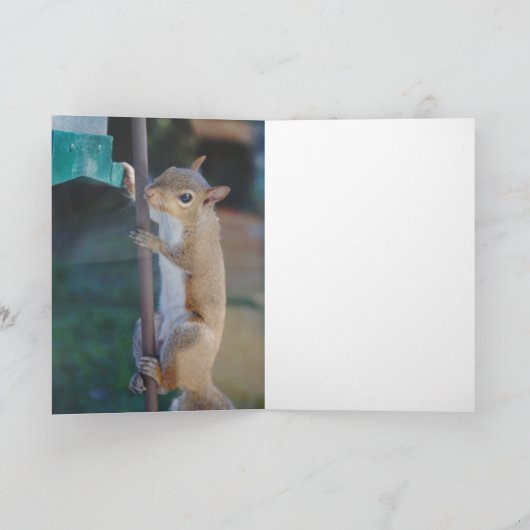 Hang op in de eekhoorn kaart (Binnen)