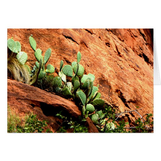 Hangende Cactus Garden Zion National Park UT Blank (Voorkant Horizontaal)