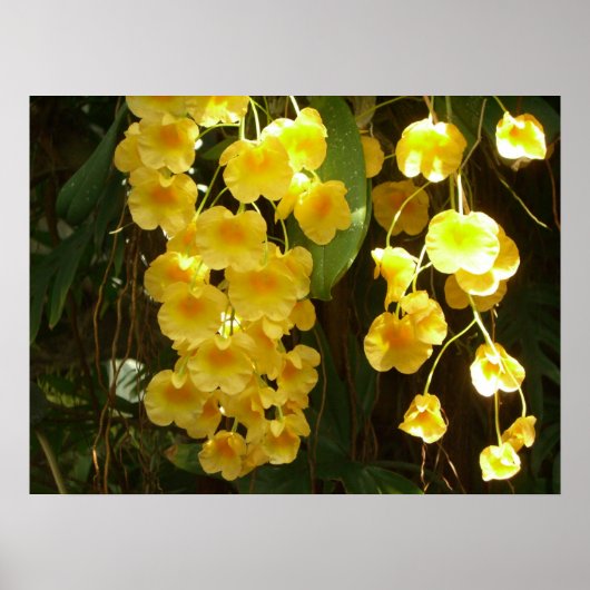Hangende Gele Orchideeën Tropische Bloemen Poster (Voorkant)