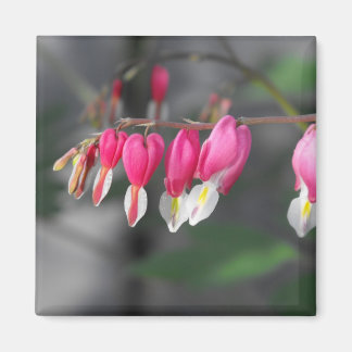 Hangende harten magneet