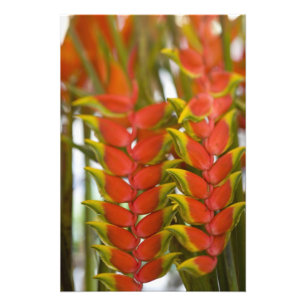Hangende Heliconia, Wekelijkse dinsdag fruit & Foto Afdruk