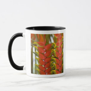 Hangende Heliconia, Wekelijkse dinsdag fruit & Mok