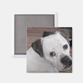 hanghond magneet (Voorkant / Achterkant)