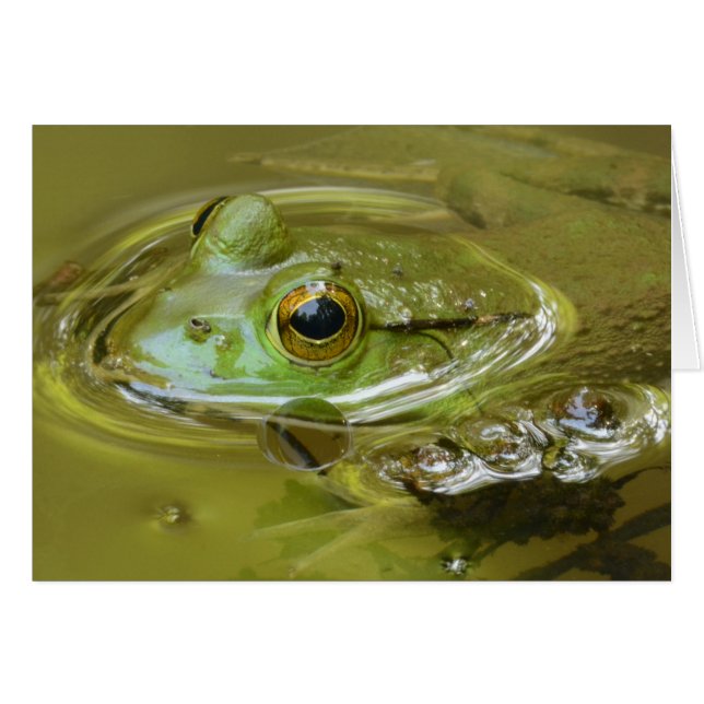 Hangin in de pool (Voorkant Horizontaal)