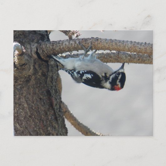 Hangin Out van Leslie Peppers Briefkaart (Voorkant)