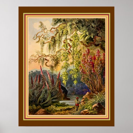 "Hanging Bamboo of Sri Lanka" door Haeckel ca. 188 Poster (Voorkant)