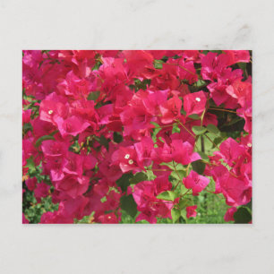 Hanging Bougainvillea Briefkaart