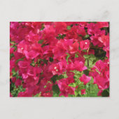 Hanging Bougainvillea Briefkaart (Voorkant)
