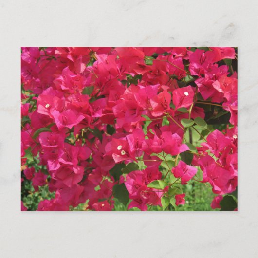 Hanging Bougainvillea Briefkaart (Voorkant)