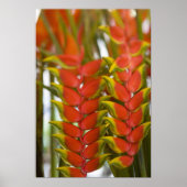 Hanging Heliconia, weekenddinsdag fruit en Poster (Voorkant)