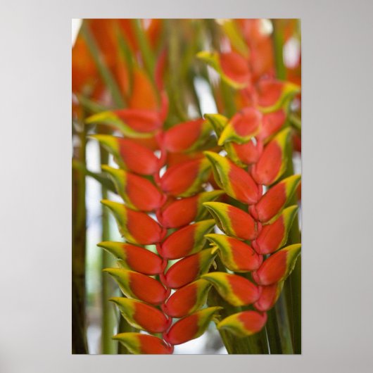 Hanging Heliconia, weekenddinsdag fruit en Poster (Voorkant)