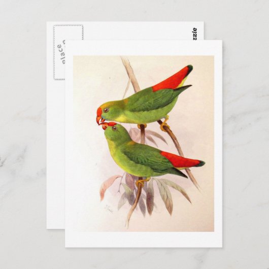 Hanging Parrots Briefkaart (Voorkant / Achterkant)