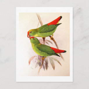 Hanging Parrots Briefkaart