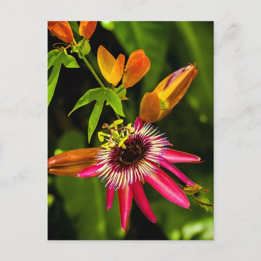 Hanging Red Bromeliad Briefkaart (Voorkant)