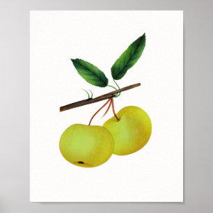 Hanging Soulard Apple Fruit Poster