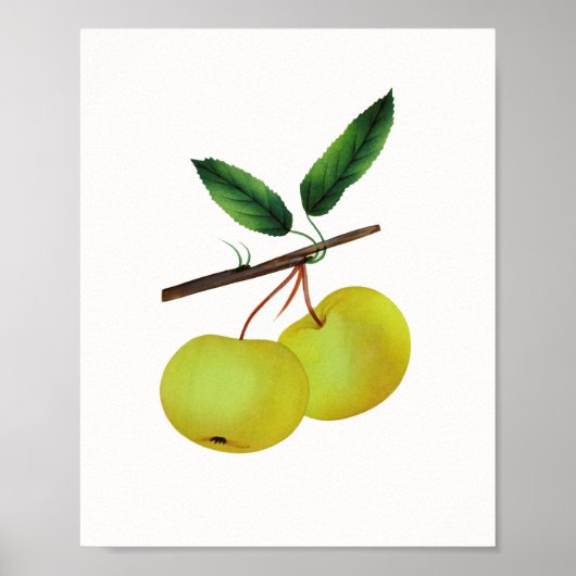 Hanging Soulard Apple Fruit Poster (Voorkant)