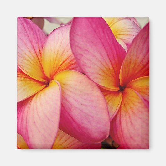 Hanna Pink Glow Plumeria Magnet (Voorkant)
