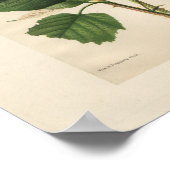  Hannibal Raspberry Print (Hoek)